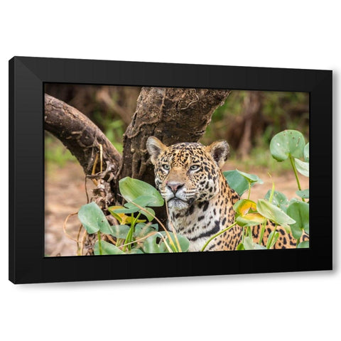 Brazil-Pantanal Close-up of jaguar  Black Modern Wood Framed Art Print with Double Matting by Jaynes Gallery