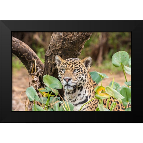 Brazil-Pantanal Close-up of jaguar  Black Modern Wood Framed Art Print by Jaynes Gallery