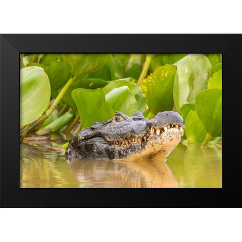 Brazil-Pantanal Jacare caiman reptile in water  Black Modern Wood Framed Art Print by Jaynes Gallery