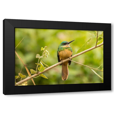 Brazil-Pantanal Rufous-tailed jacamar bird close-up  Black Modern Wood Framed Art Print with Double Matting by Jaynes Gallery