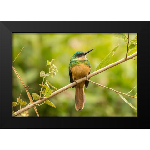 Brazil-Pantanal Rufous-tailed jacamar bird close-up  Black Modern Wood Framed Art Print by Jaynes Gallery