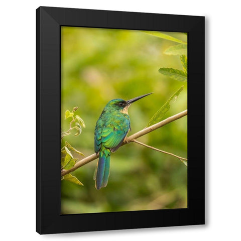 Brazil-Pantanal Rufous-tailed jacamar bird on limb  Black Modern Wood Framed Art Print with Double Matting by Jaynes Gallery