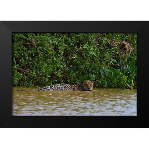 A jaguar-Panthera onca-in the river Black Modern Wood Framed Art Print by Pitamitz, Sergio