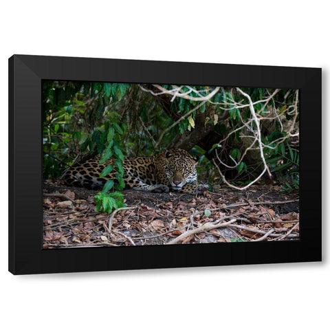 Jaguar-Pantanal-Mato Grosso-Brazil Black Modern Wood Framed Art Print with Double Matting by Pitamitz, Sergio