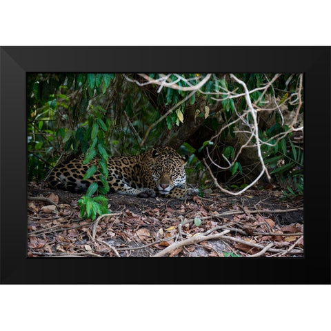 Jaguar-Pantanal-Mato Grosso-Brazil Black Modern Wood Framed Art Print by Pitamitz, Sergio