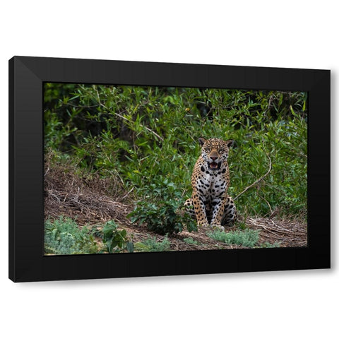 A jaguar-Panthera onca-standing Black Modern Wood Framed Art Print by Pitamitz, Sergio