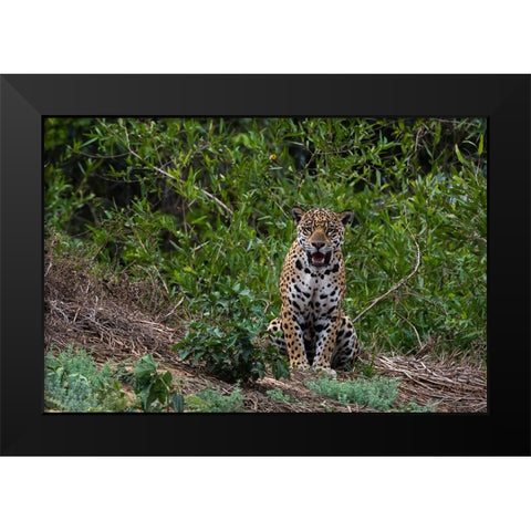 A jaguar-Panthera onca-standing Black Modern Wood Framed Art Print by Pitamitz, Sergio