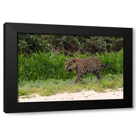Jaguar-Pantanal-Mato Grosso-Brazil Black Modern Wood Framed Art Print with Double Matting by Pitamitz, Sergio