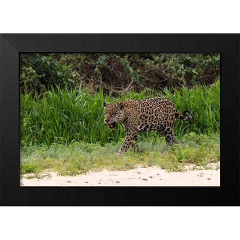 Jaguar-Pantanal-Mato Grosso-Brazil Black Modern Wood Framed Art Print by Pitamitz, Sergio