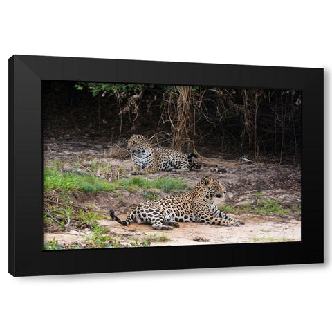 A pair of mating jaguars-Panthera onca-resting on the beach Black Modern Wood Framed Art Print with Double Matting by Pitamitz, Sergio