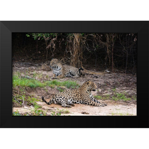 A pair of mating jaguars-Panthera onca-resting on the beach Black Modern Wood Framed Art Print by Pitamitz, Sergio