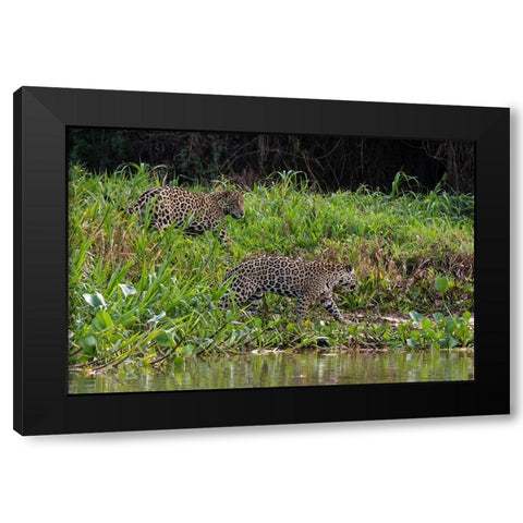 Jaguar-Pantanal-Mato Grosso-Brazil Black Modern Wood Framed Art Print with Double Matting by Pitamitz, Sergio