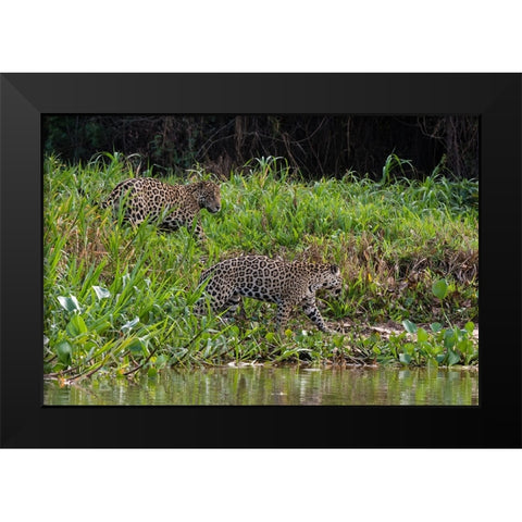 Jaguar-Pantanal-Mato Grosso-Brazil Black Modern Wood Framed Art Print by Pitamitz, Sergio