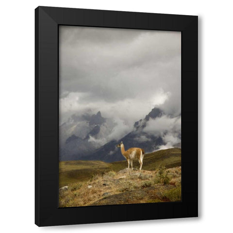 Chile, Torres del Paine NP A spotlighted Guanaco Black Modern Wood Framed Art Print by Grall, Don