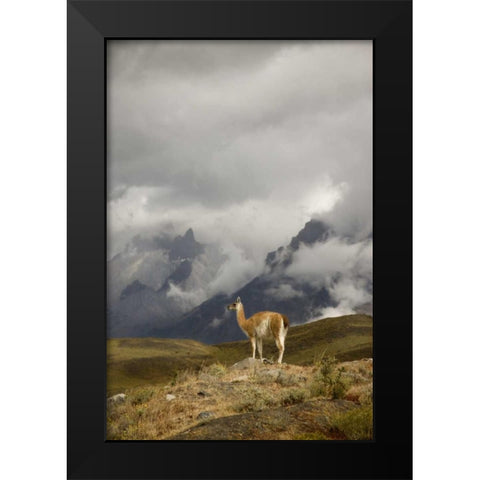 Chile, Torres del Paine NP A spotlighted Guanaco Black Modern Wood Framed Art Print by Grall, Don