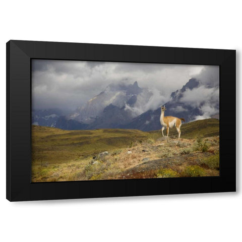 Chile, Torres del Paine NP A spotlighted Guanaco Black Modern Wood Framed Art Print with Double Matting by Grall, Don