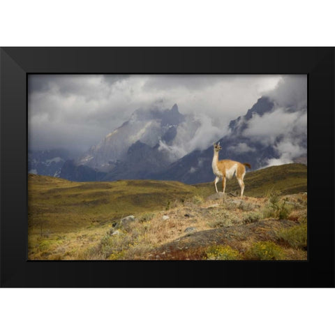 Chile, Torres del Paine NP A spotlighted Guanaco Black Modern Wood Framed Art Print by Grall, Don