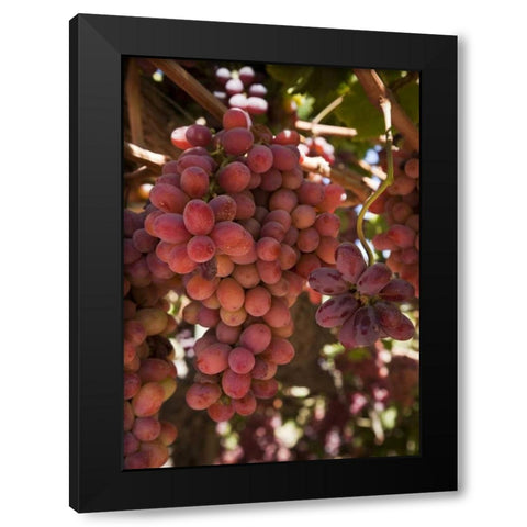 Chile, Colchagua Red grapes on the vine Black Modern Wood Framed Art Print by Kaveney, Wendy