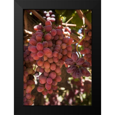 Chile, Colchagua Red grapes on the vine Black Modern Wood Framed Art Print by Kaveney, Wendy