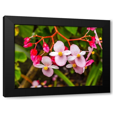 Pink flowering Begonia-Easter Island-Chile Black Modern Wood Framed Art Print by Perry, William