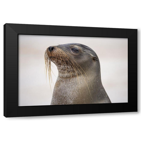 Galapagos sea lion-San Cristobal Island-Galapagos Islands-Ecuador Black Modern Wood Framed Art Print by Jones, Adam