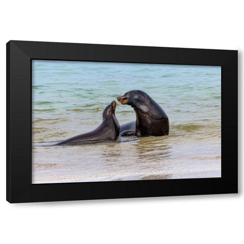 Male and female Galapagos sea lions-San Cristobal Island-Galapagos Islands-Ecuador Black Modern Wood Framed Art Print with Double Matting by Jones, Adam