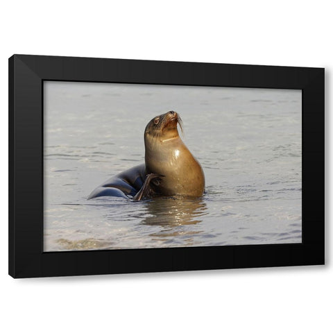Galapagos sea lion-San Cristobal Island-Galapagos Islands-Ecuador Black Modern Wood Framed Art Print by Jones, Adam