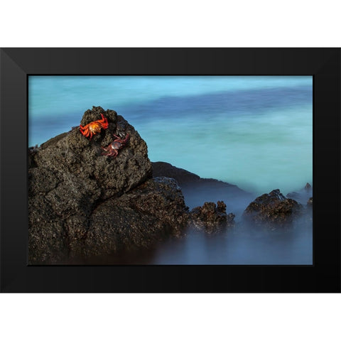 Sally lightfoot crab San Cristobal Island-Galapagos Islands-Ecuador Black Modern Wood Framed Art Print by Jones, Adam