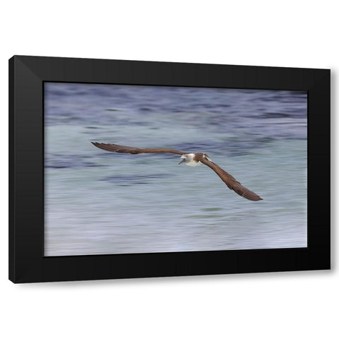 Blue-footed booby diving for fish-San Cristobal Island-Galapagos Islands-Ecuador Black Modern Wood Framed Art Print with Double Matting by Jones, Adam
