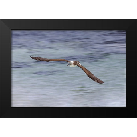 Blue-footed booby diving for fish-San Cristobal Island-Galapagos Islands-Ecuador Black Modern Wood Framed Art Print by Jones, Adam