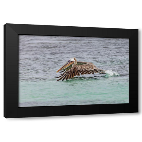 Brown pelican taking off from water-San Cristobal Island-Galapagos Islands-Ecuador Black Modern Wood Framed Art Print with Double Matting by Jones, Adam