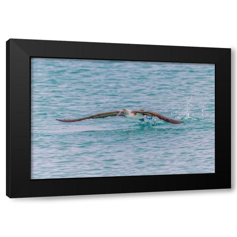 Blue-footed booby diving for fish-San Cristobal Island-Galapagos Islands-Ecuador Black Modern Wood Framed Art Print by Jones, Adam