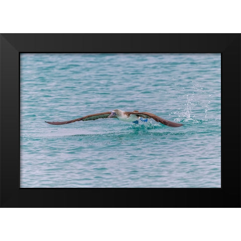 Blue-footed booby diving for fish-San Cristobal Island-Galapagos Islands-Ecuador Black Modern Wood Framed Art Print by Jones, Adam