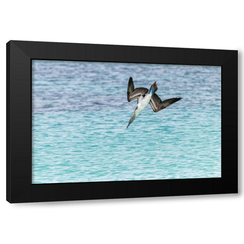 Blue-footed booby diving for fish-San Cristobal Island-Galapagos Islands-Ecuador Black Modern Wood Framed Art Print with Double Matting by Jones, Adam