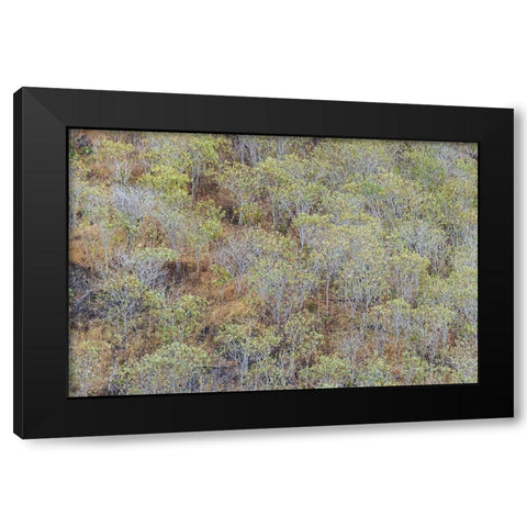 Hillside of palo Santo trees San Cristobal Island-Galapagos Islands-Ecuador Black Modern Wood Framed Art Print by Jones, Adam