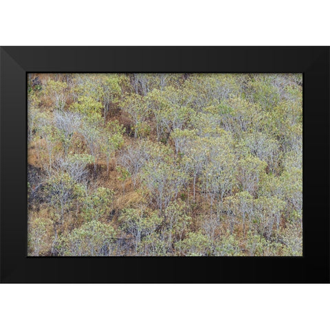 Hillside of palo Santo trees San Cristobal Island-Galapagos Islands-Ecuador Black Modern Wood Framed Art Print by Jones, Adam