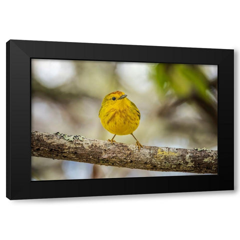 Yellow warbler San Cristobal Island-Galapagos Islands-Ecuador Black Modern Wood Framed Art Print with Double Matting by Jones, Adam