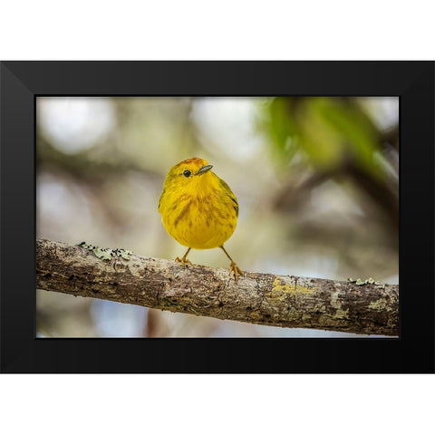Yellow warbler San Cristobal Island-Galapagos Islands-Ecuador Black Modern Wood Framed Art Print by Jones, Adam