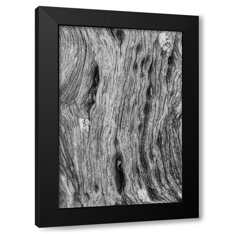 Pattern in dead tree-San Cristobal Island-Galapagos Islands-Ecuador Black Modern Wood Framed Art Print with Double Matting by Jones, Adam
