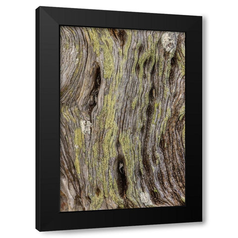 Pattern in dead tree-San Cristobal Island-Galapagos Islands-Ecuador Black Modern Wood Framed Art Print with Double Matting by Jones, Adam