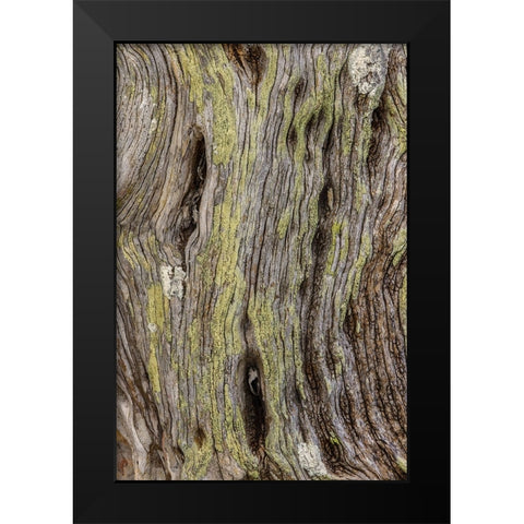 Pattern in dead tree-San Cristobal Island-Galapagos Islands-Ecuador Black Modern Wood Framed Art Print by Jones, Adam