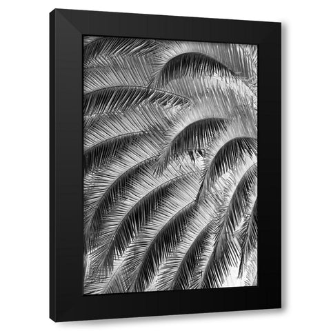 Black and White Pattern in branches of palm tree-Quito-Ecuador Black Modern Wood Framed Art Print by Jones, Adam