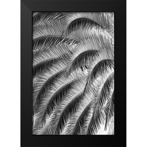 Black and White Pattern in branches of palm tree-Quito-Ecuador Black Modern Wood Framed Art Print by Jones, Adam