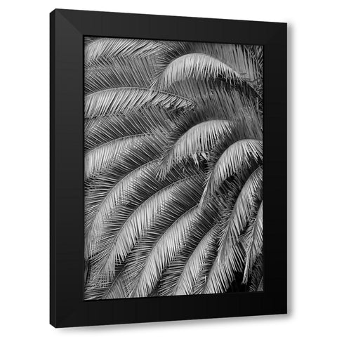 Black and White Pattern in branches of palm tree-Quito-Ecuador Black Modern Wood Framed Art Print by Jones, Adam