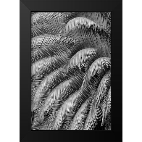 Black and White Pattern in branches of palm tree-Quito-Ecuador Black Modern Wood Framed Art Print by Jones, Adam