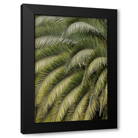 Pattern in branches of palm tree-Quito-Ecuador Black Modern Wood Framed Art Print by Jones, Adam