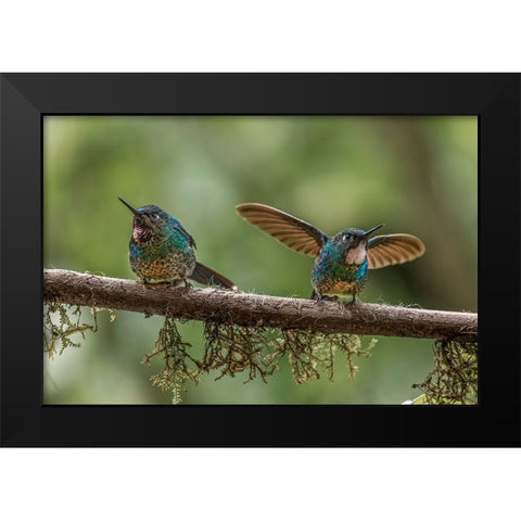 Pair of Green-crowned brilliant-Ecuador Black Modern Wood Framed Art Print by Jones, Adam