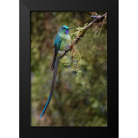 Long-tailed sylph-Ecuador Black Modern Wood Framed Art Print by Jones, Adam