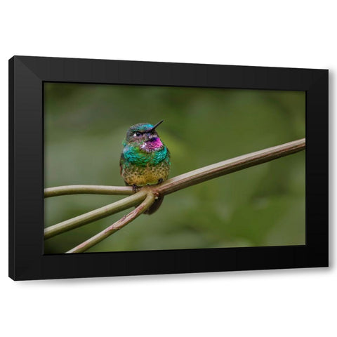 Amethyst-throated Sunangel Ecuador Black Modern Wood Framed Art Print by Jones, Adam