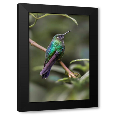 Green-crowned brilliant-Ecuador Black Modern Wood Framed Art Print with Double Matting by Jones, Adam
